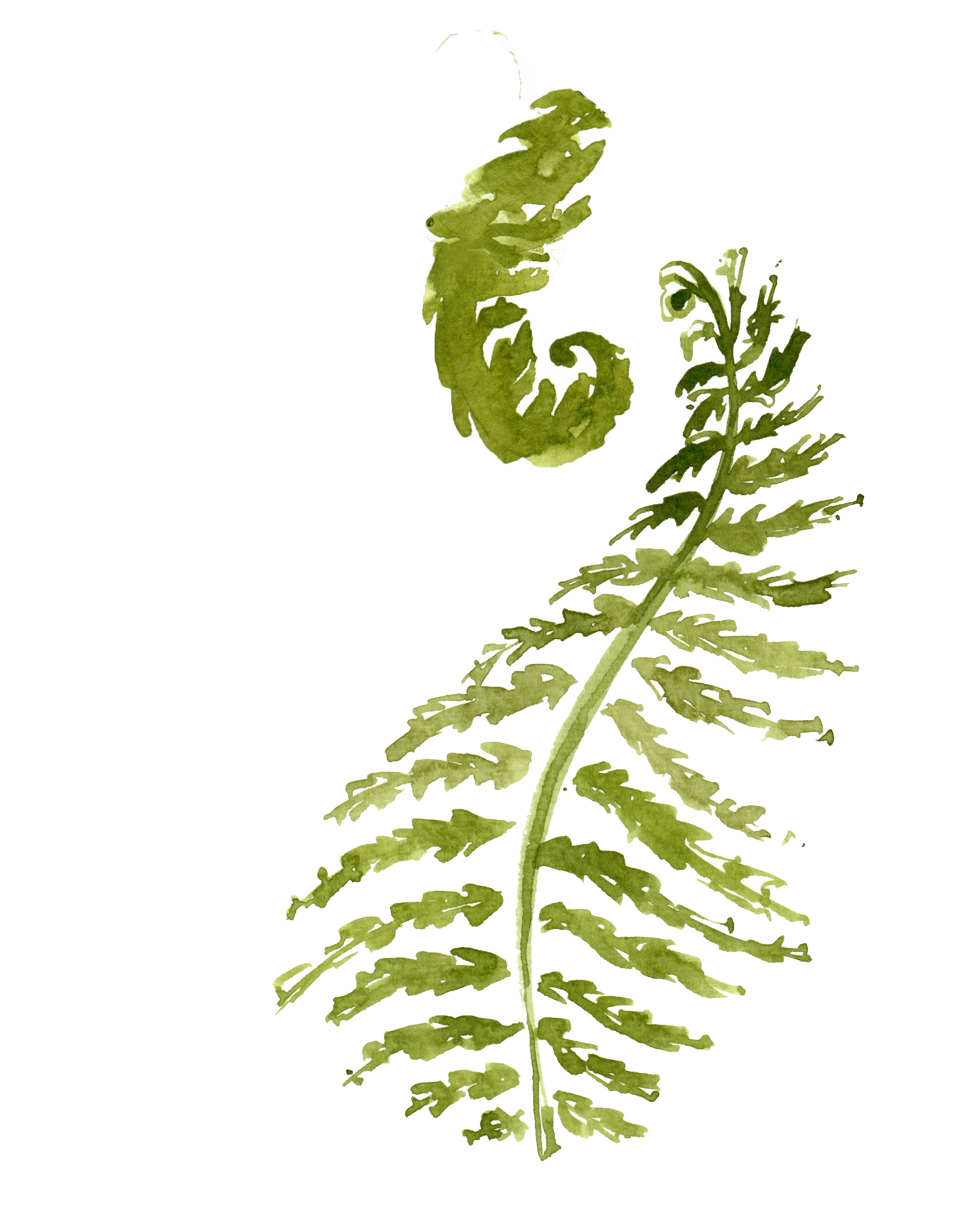 M. struthiopteris — Marzae Wine