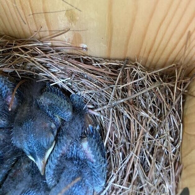 Baby-birds-forest-school-chattanooga.jpg