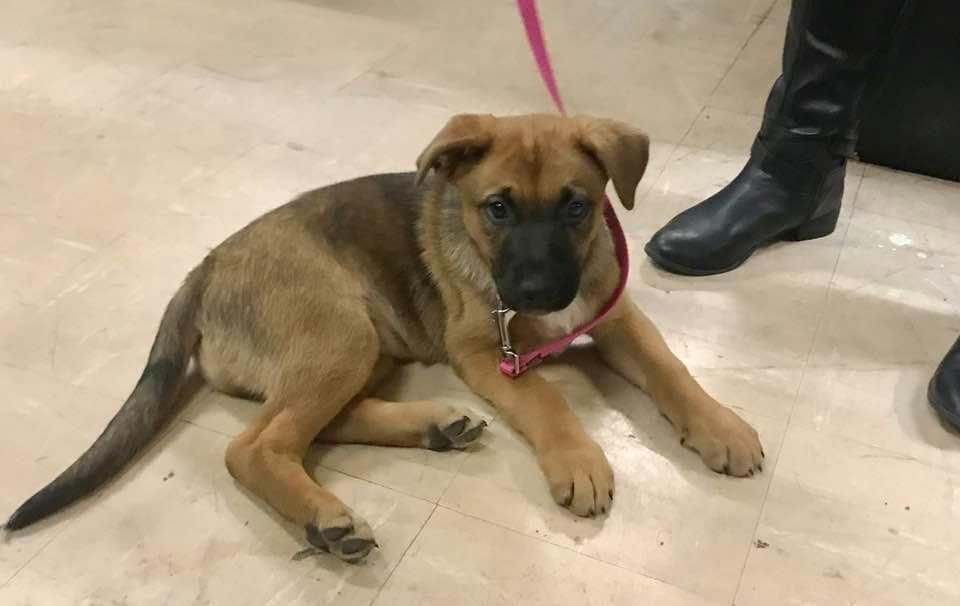 new center dog! her name is Tippy!