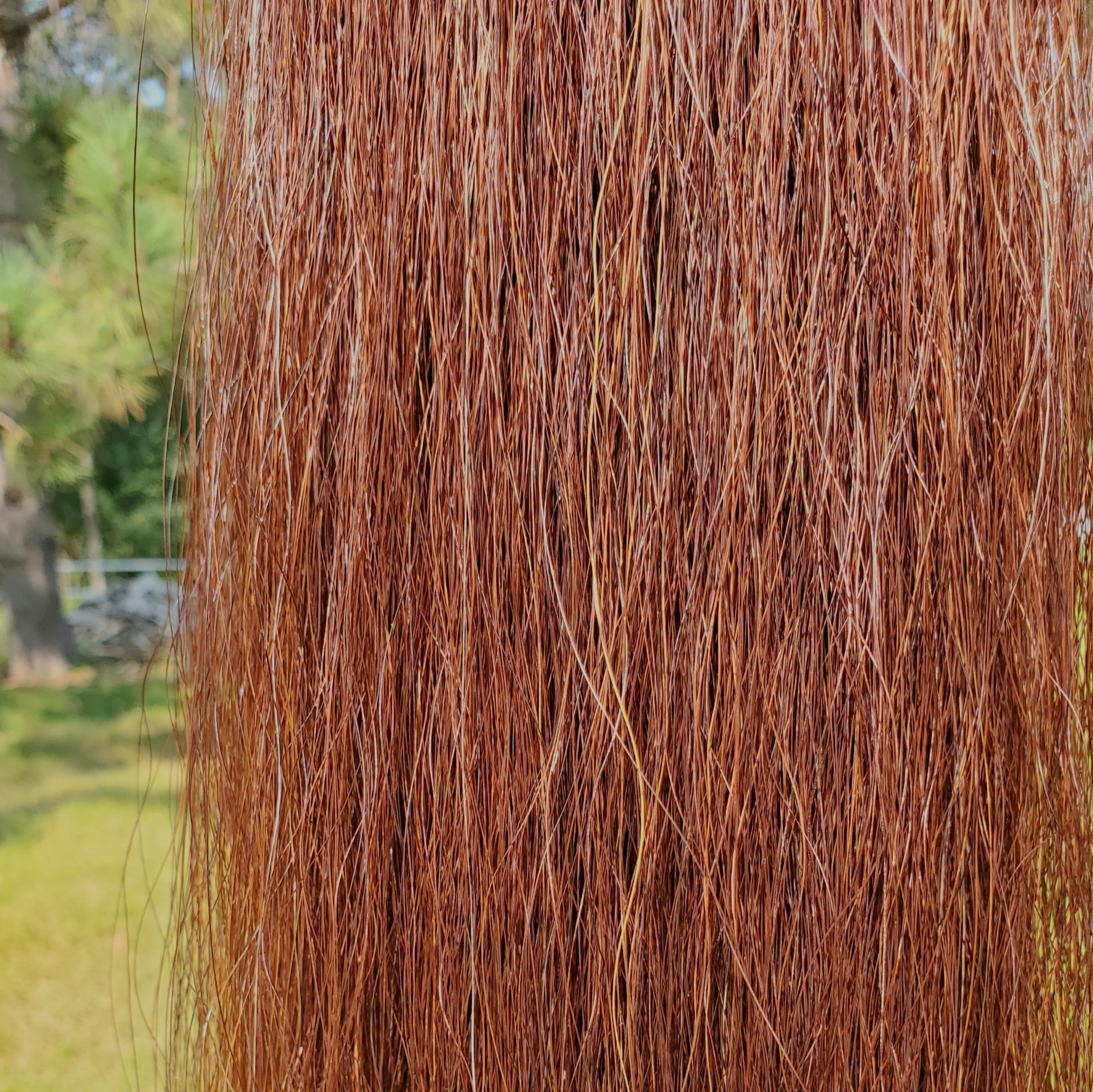 Medium Sorrel.jpg