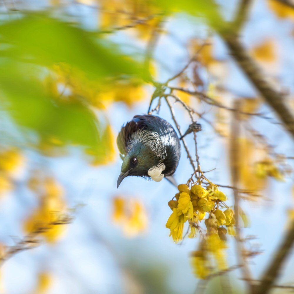 NZ Tui Bird
