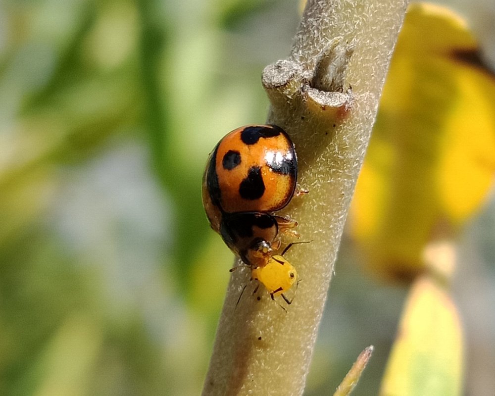  A Variable Ladybug eating an Oleander Aphid 