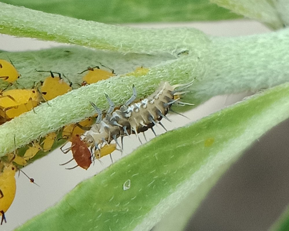  A Variable Ladybug Larvae eating an Oleander Aphid 