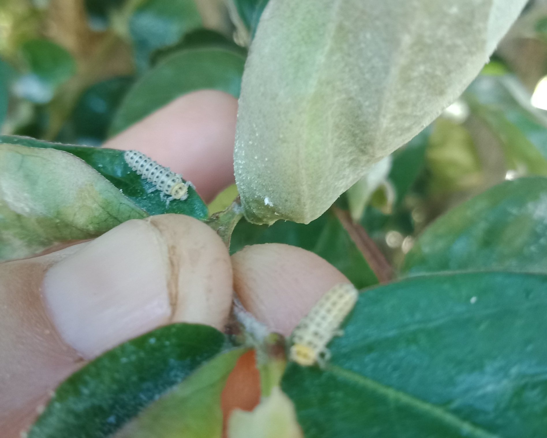  A Fungus-Eating Ladybug Larvae 