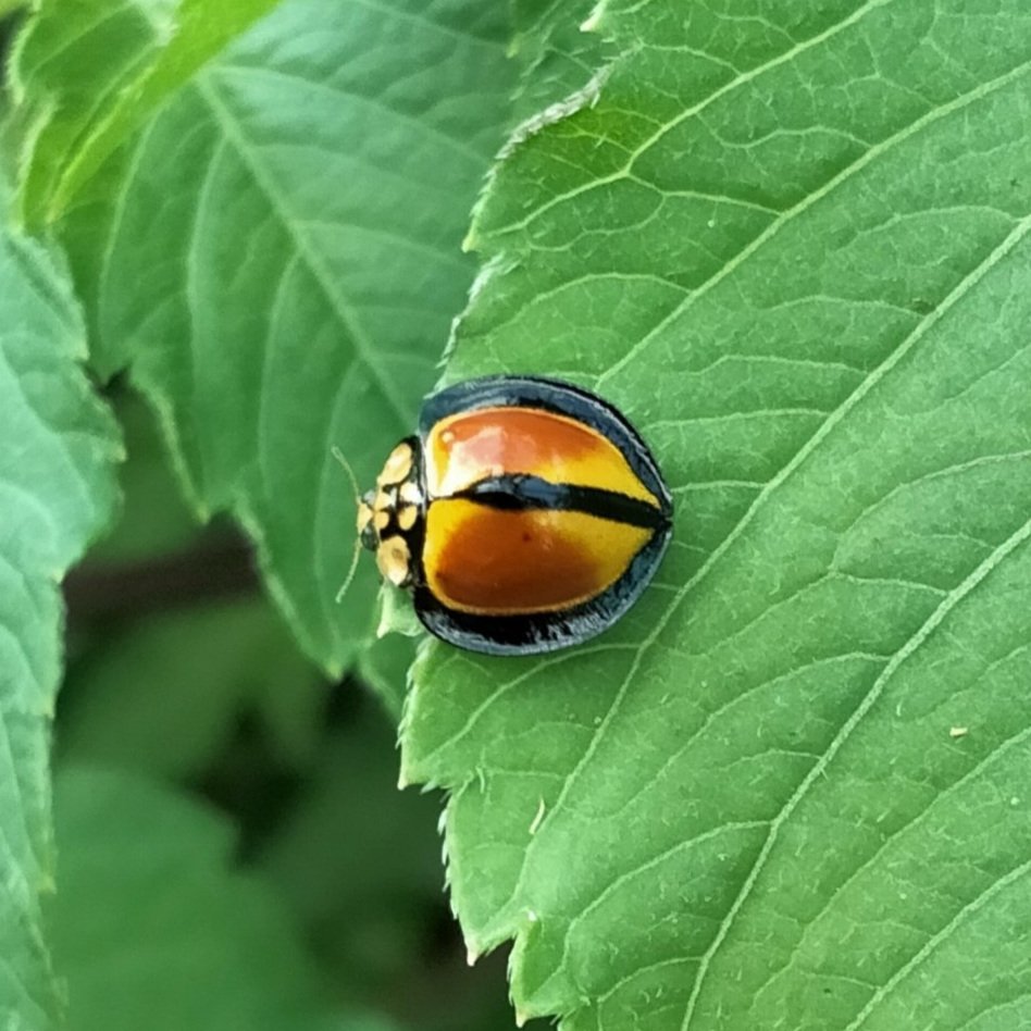   Australoneda burgeoisi,  Australia’s largest native ladybug 