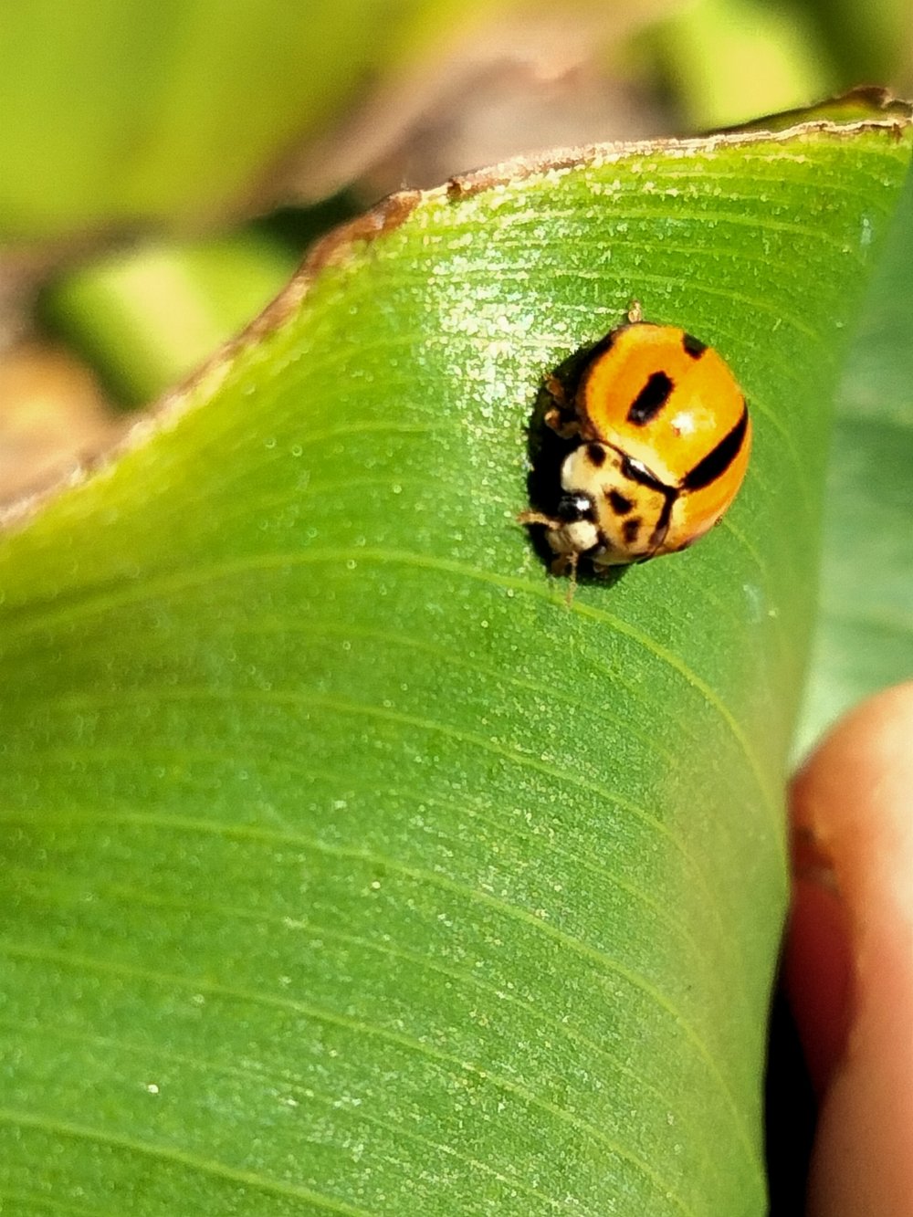    Coelophora inaequalis   (Variable Ladybug) with the variation that could be confused with a   Micraspis frenata   (Striped Ladybird) 