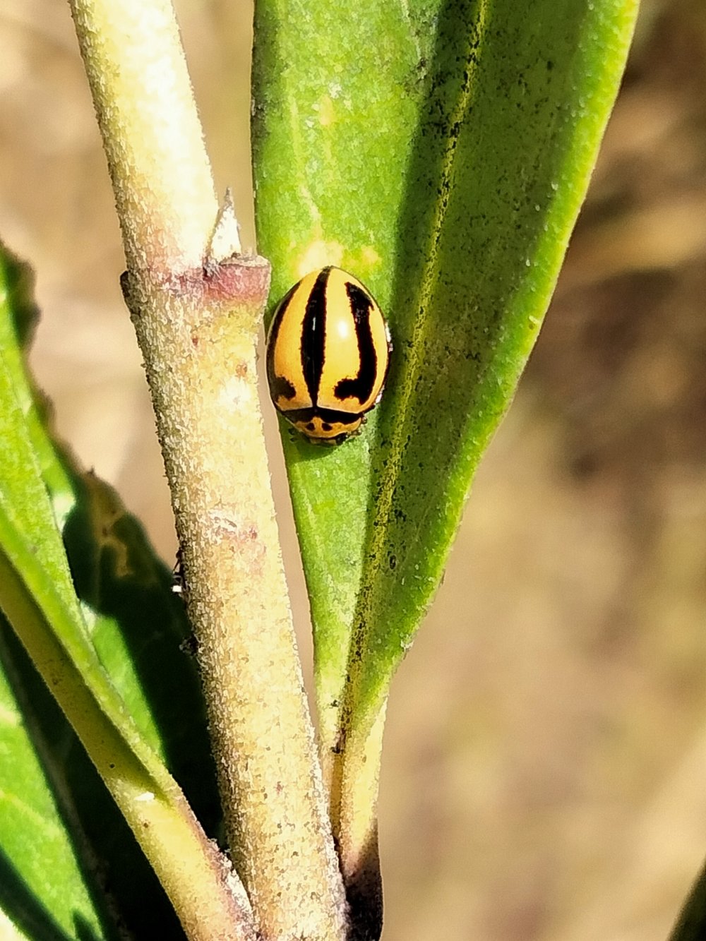   Micraspis frenata  - Striped Ladybird 