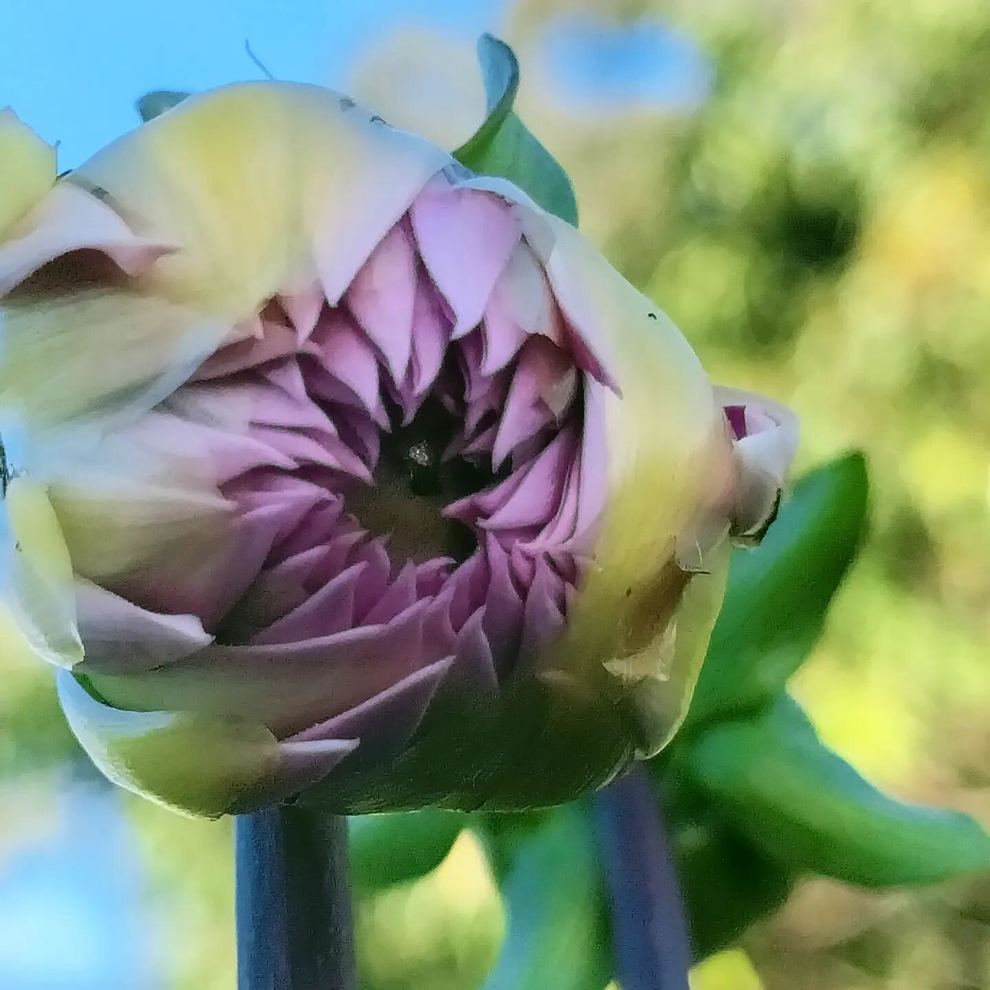 The dahlias are coming 💃🏻

#dahlia #flowersofinstagram #inmygarden