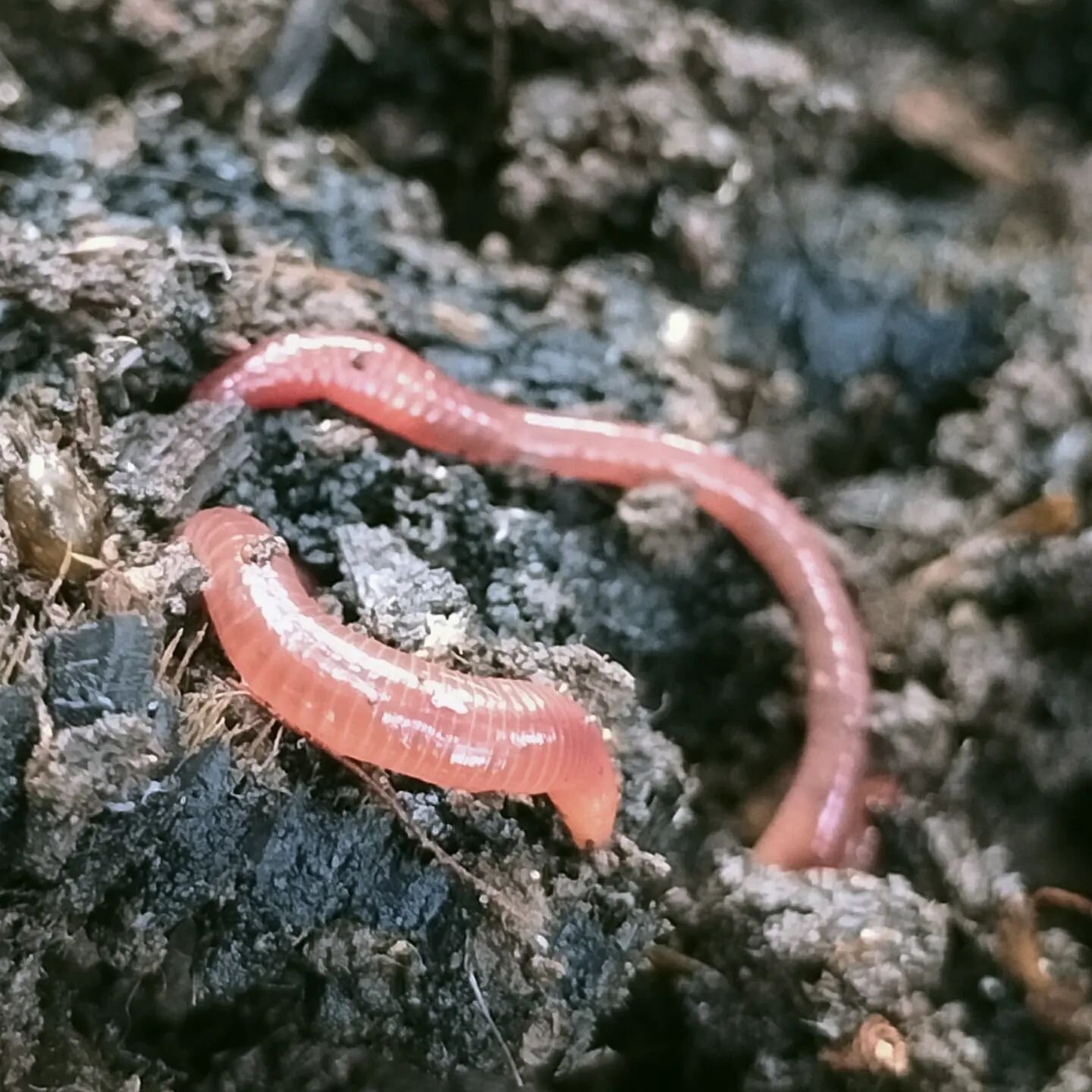 My worms are living their best life at the moment 🪱 ❤️🪱

Helping reduce food waste and giving an amazing byproduct for the garden in the process.

#backyarddiversity #inmygarden #wormfarm #worms #beneficialbugs