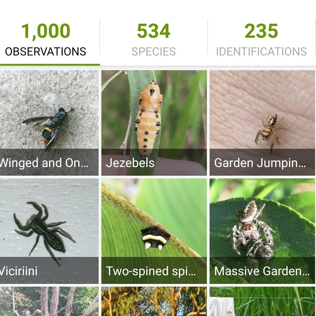 1000 observations uploaded to inaturalist from Arch Gully since 2019. More than half are unique species 😍 with many still unidentified down to their species level, a few are currently undescribed species and a few are thoroughly uncommon. 

Since I 