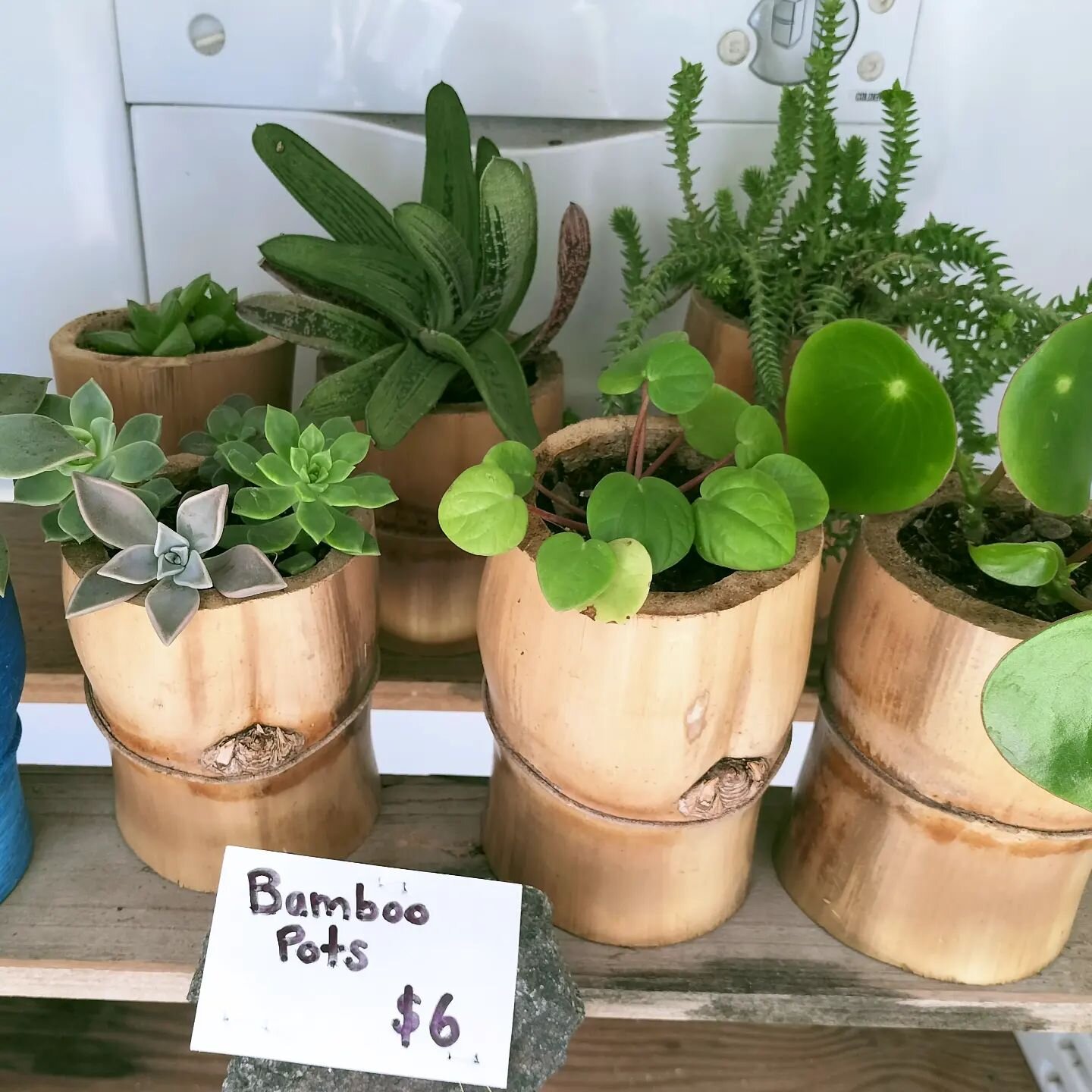 Lots of $6 plants added to the stall for last minute gift ideas 🎄

If you want something kept aside for you until closer to Christmas to avoid it being found or potential black thumbs, let me know! 

#buylocalimbil #seqldhonestystall #imbil #giftide