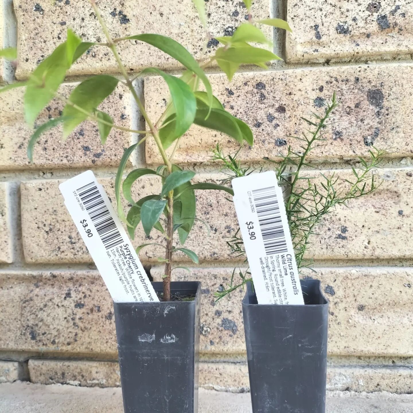 2 free native plants courtesy of @gympielandcare and @gympieregionalcouncil 🎉 

Oh and also a bunch of other plants that kinda sorta fell into my car after I paid for them .... 😅 But hey look! They're already in the ground! 

I got a new lily pilly