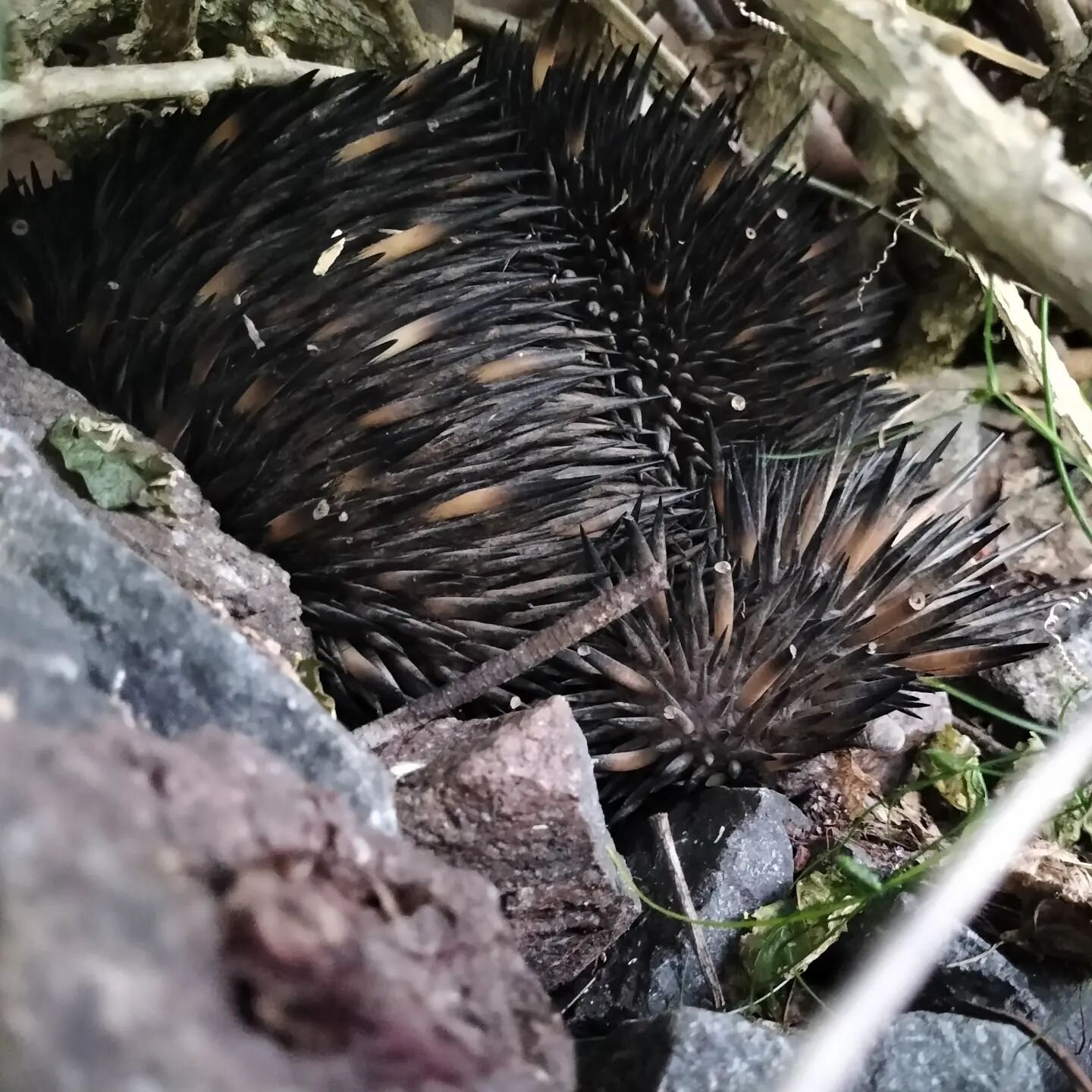 Heard some rustling in the bush and figured I'd found a hens nesting hidey hole ... Nope, this is a spikey not chicken 😂 although being a monotremes echidnas do lay eggs! Just direct into their pouches. Not sure why this one is intent on burrowing d