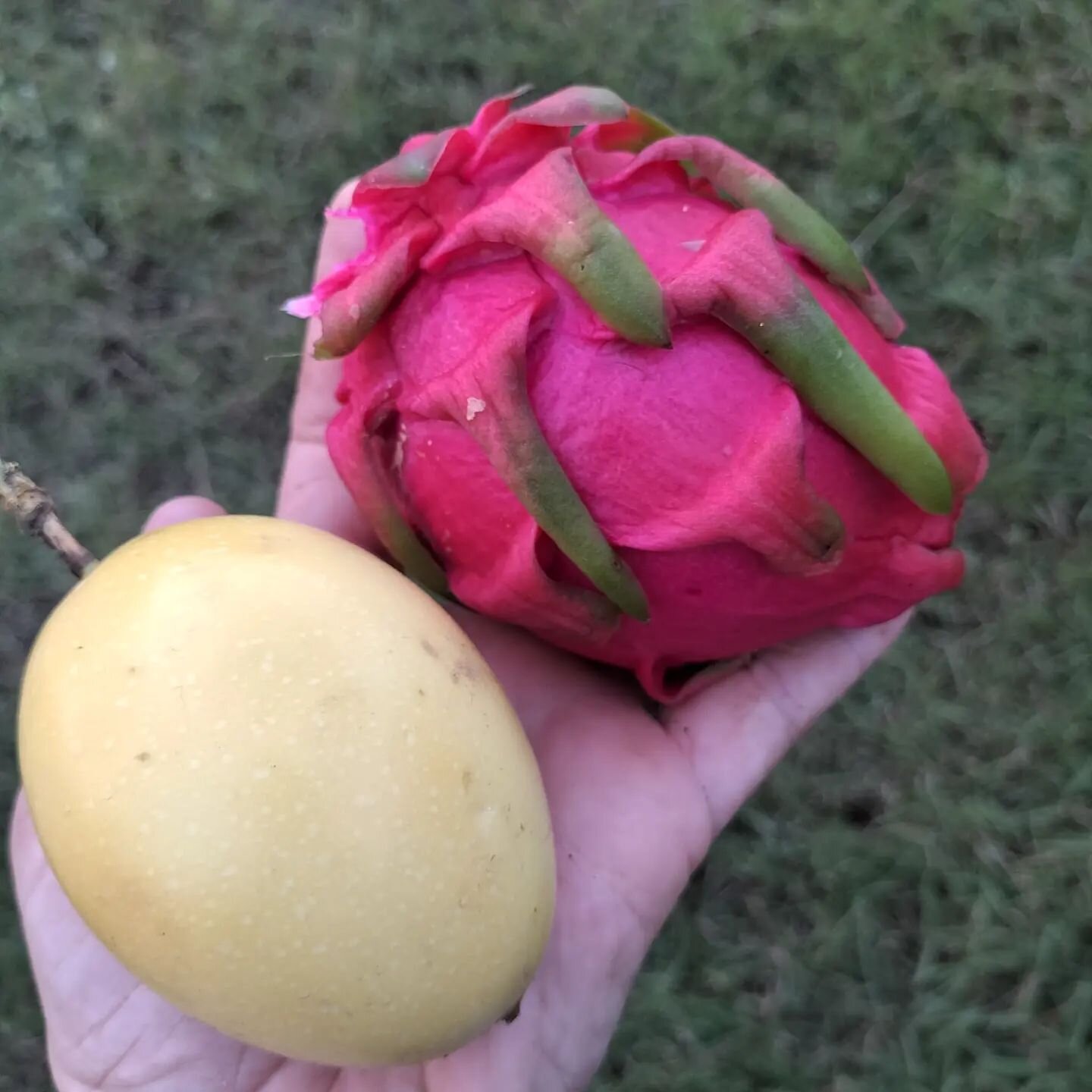 Finally after 4 years of growing (starting from a wee pot) I got my first (and only for the season) dragonfruit! I couldn't wait so I took it straight inside, cut it to discover it's a standard white flesh one, but oh boy, it's the tastiest dragonfru