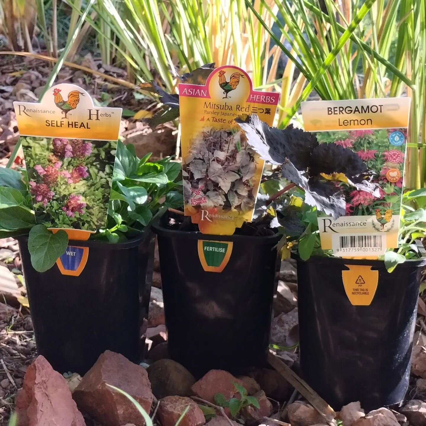 Latest garden additions 😍

@renaissanceherbs @bunnings #inmygarden #growfoodnotlawns #medicinalplants #foodforestgarden #gardeningaustralia #subtropicalgarden