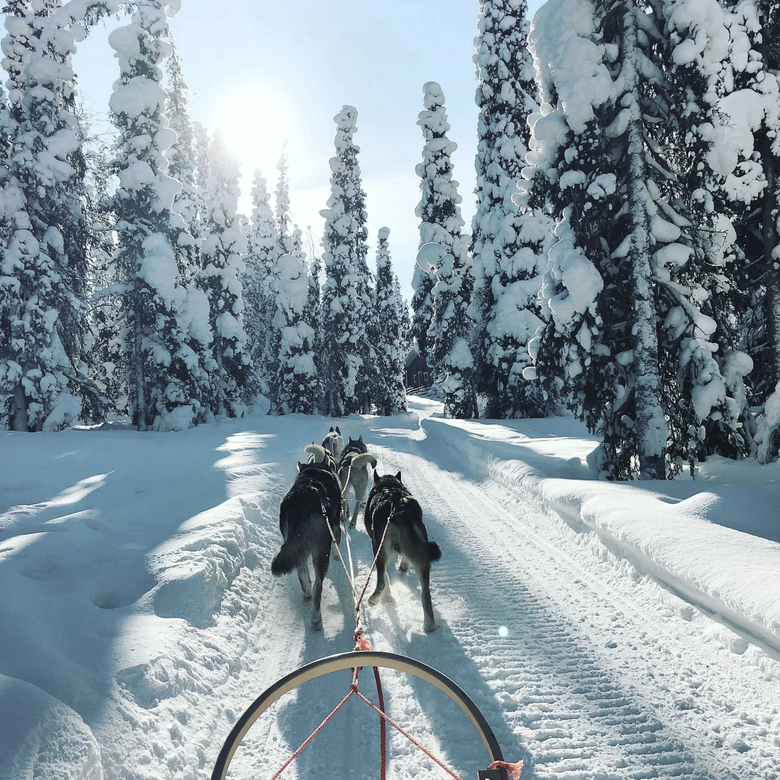 A winter scene seen from behind a dog sled, with multiple sled dogs pulling through a snow-covered forest on a sunny day.