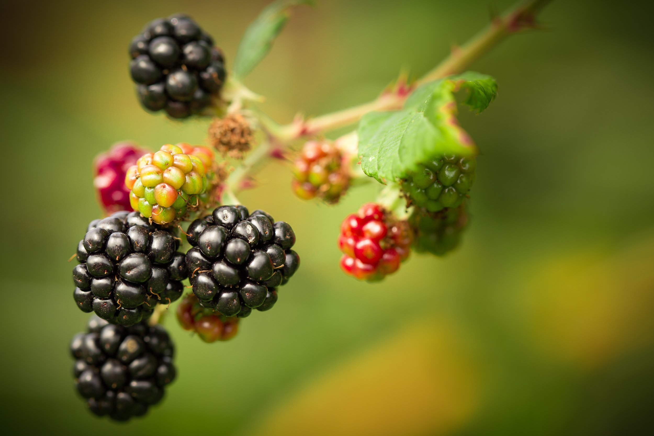 Late Summer and Chinese Medicine