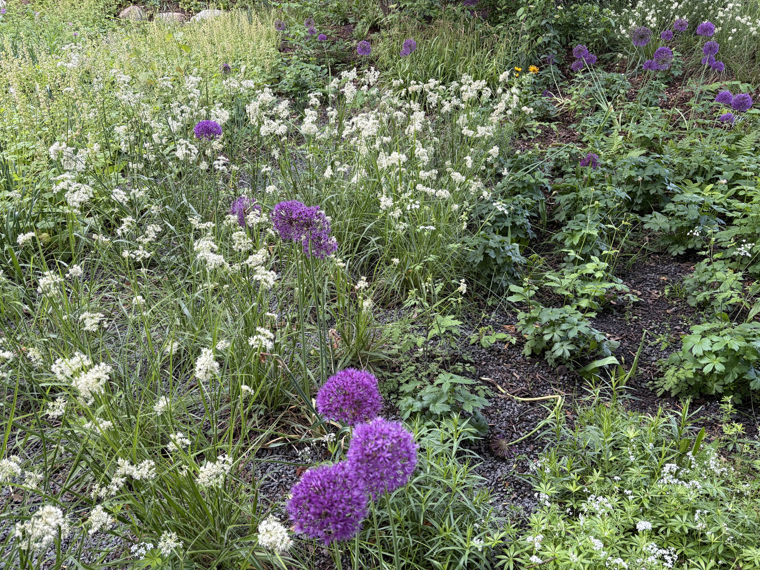 IMG_1728, Allium afflatunense 'Purple Sensation', Luzula nivea.JPG