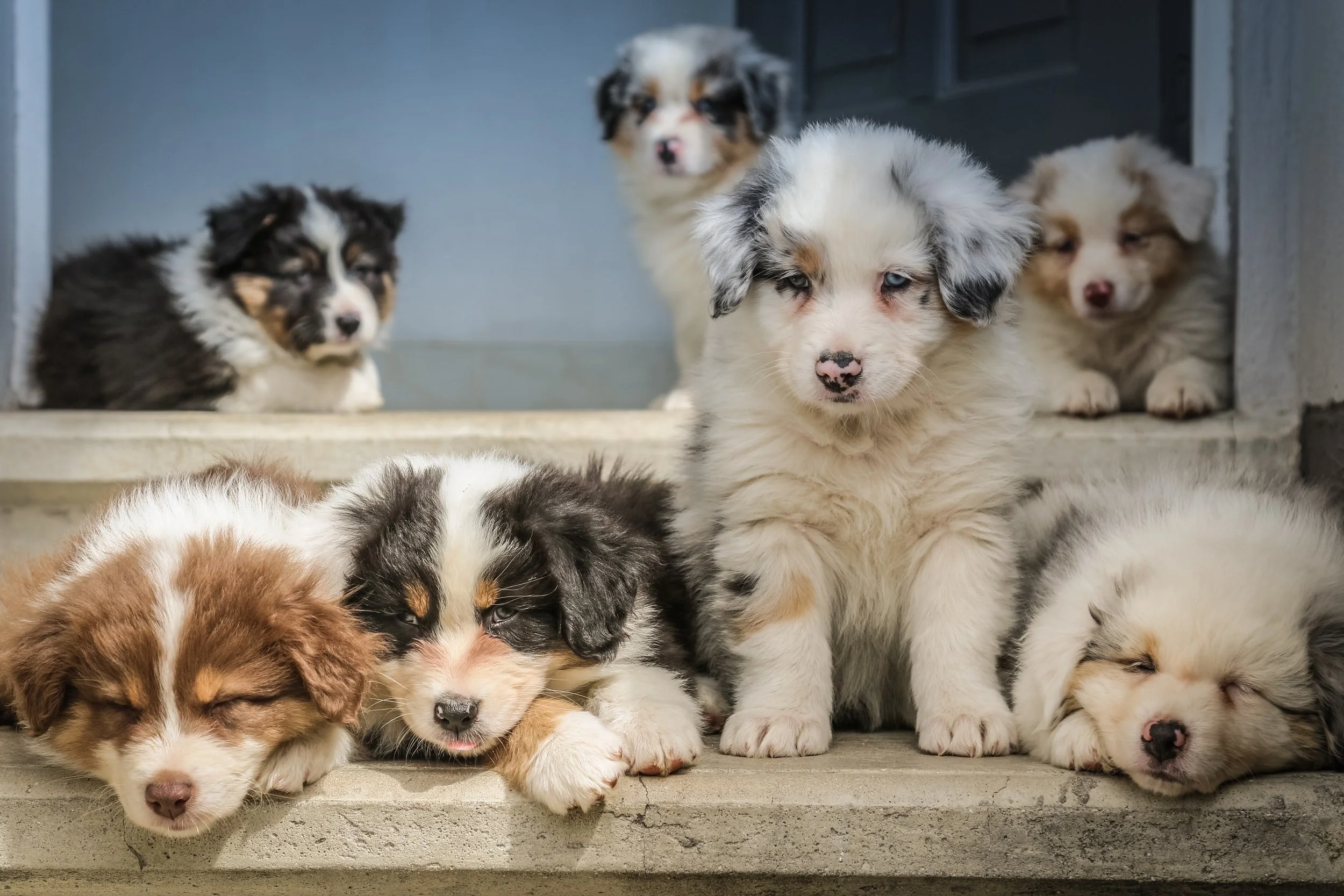 Portrait of your loved pets.