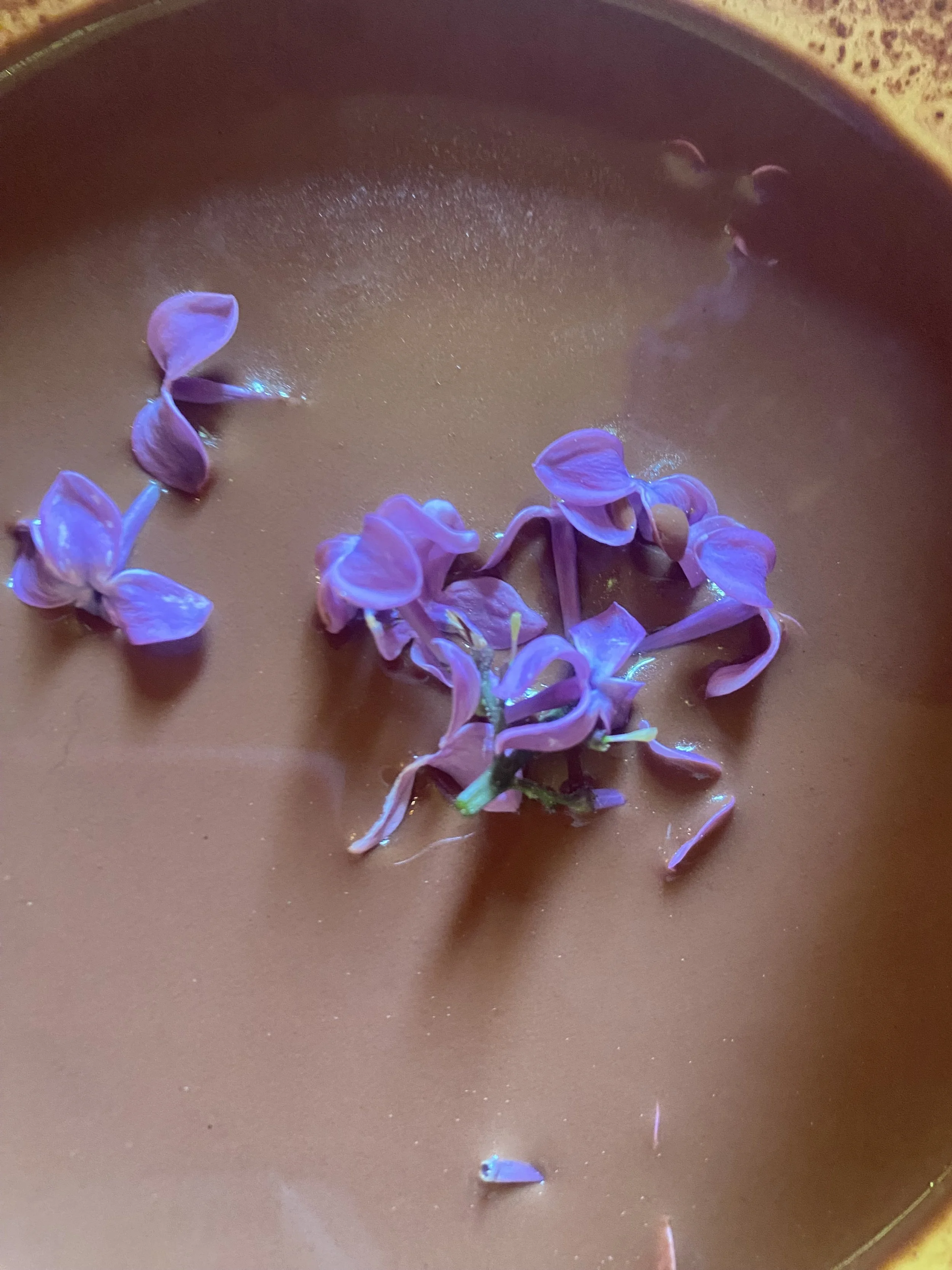 Plant Dietas: A Path Back to Connection