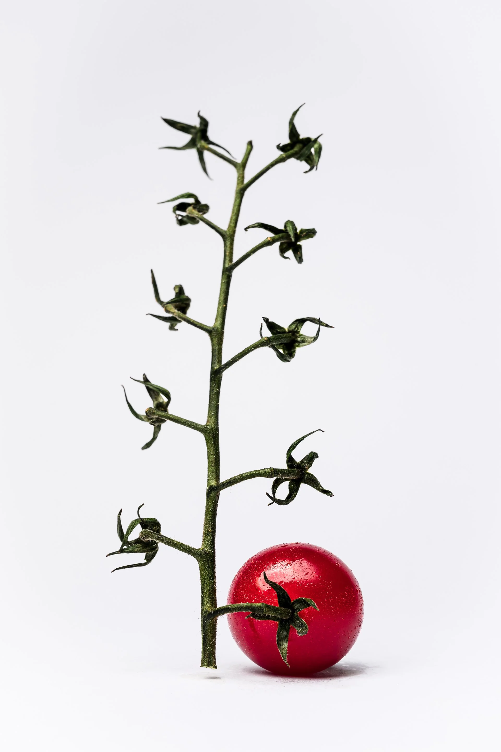 MadeByMyMillas-Godox-TomatoPortraits-6.jpg