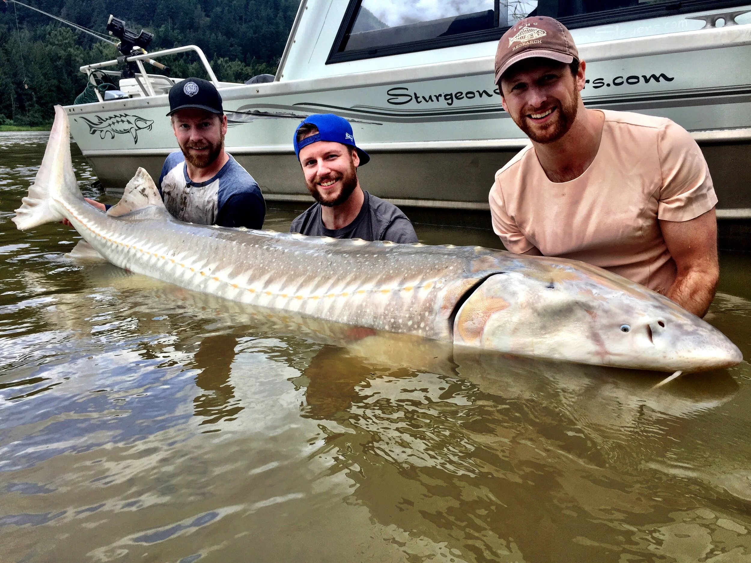    Rare Albino Sturgeon on the Fraser River with Sturgeon Slayers Guiding Company.    