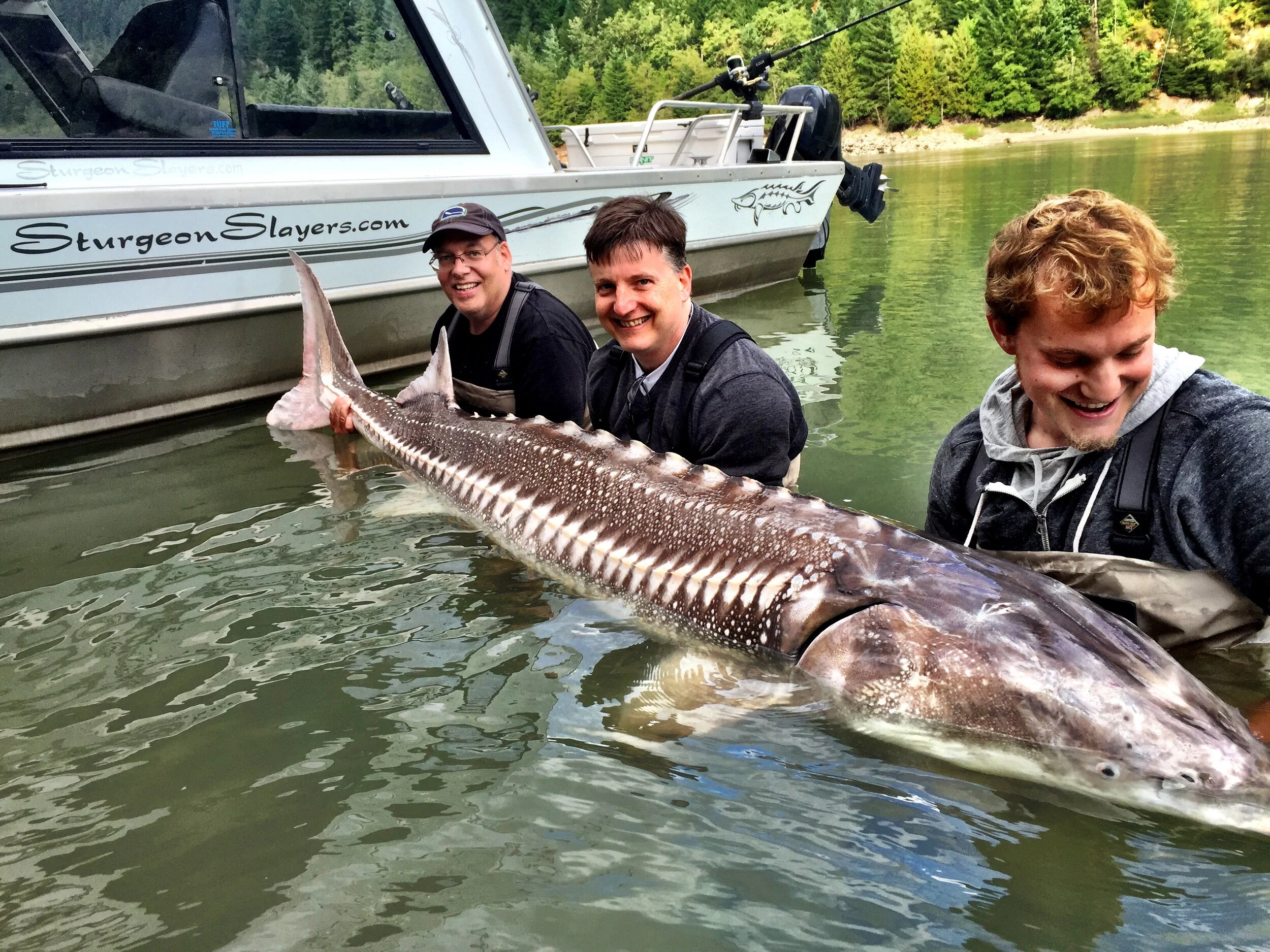  Large Sturgeon 