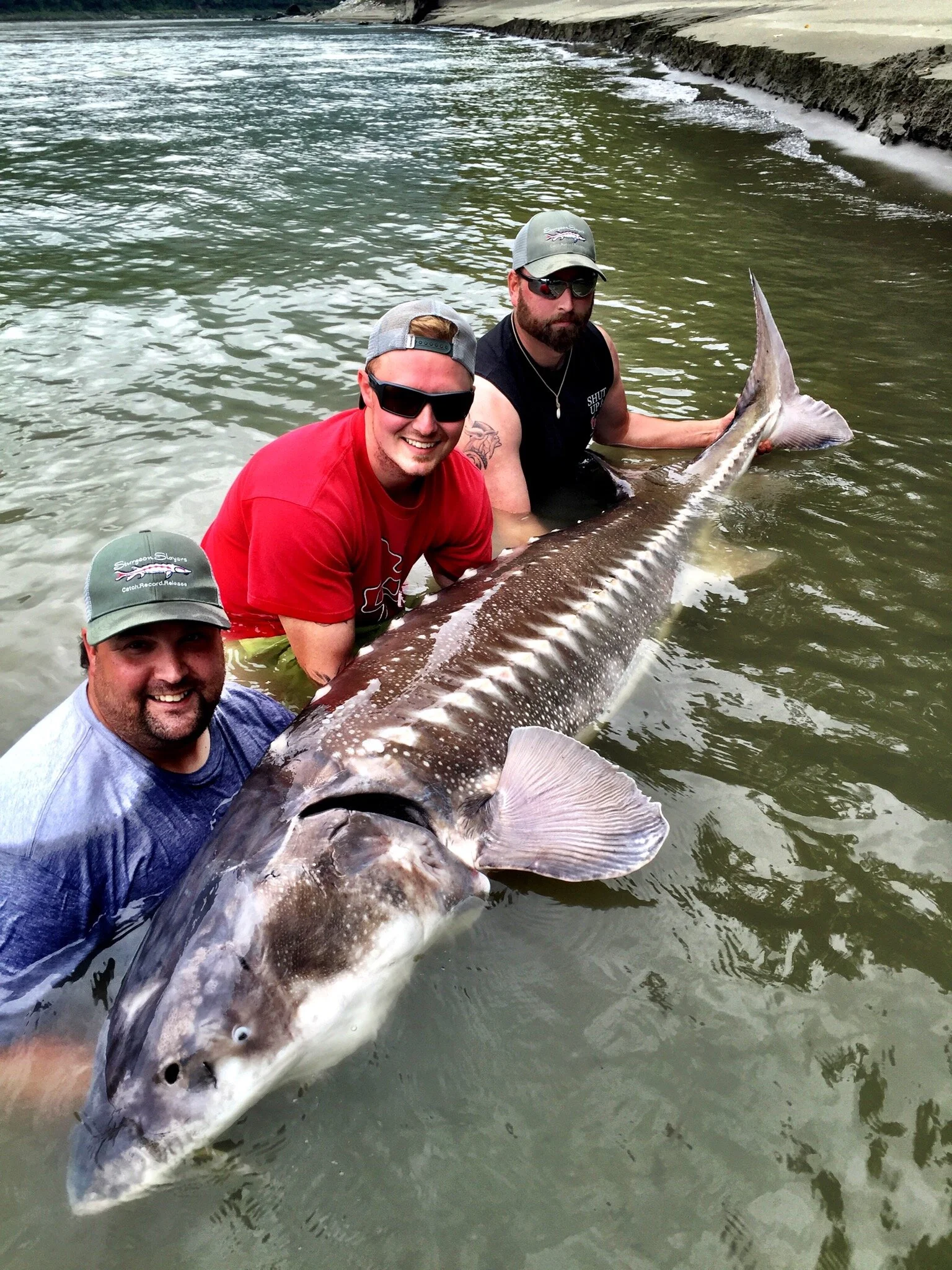 Monster Fraser River Sturgeon with Sturgeon Slayers