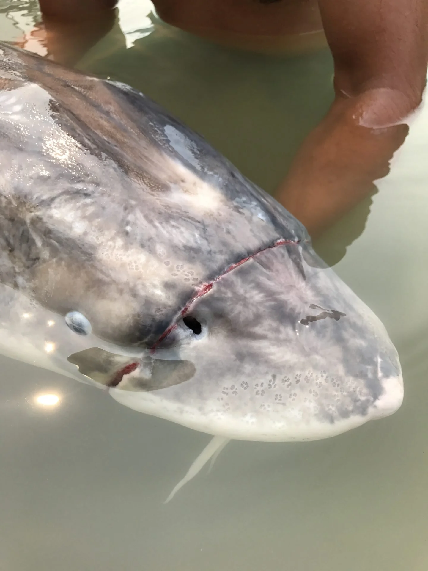  A Sturgeon That Was Caught In A Net 