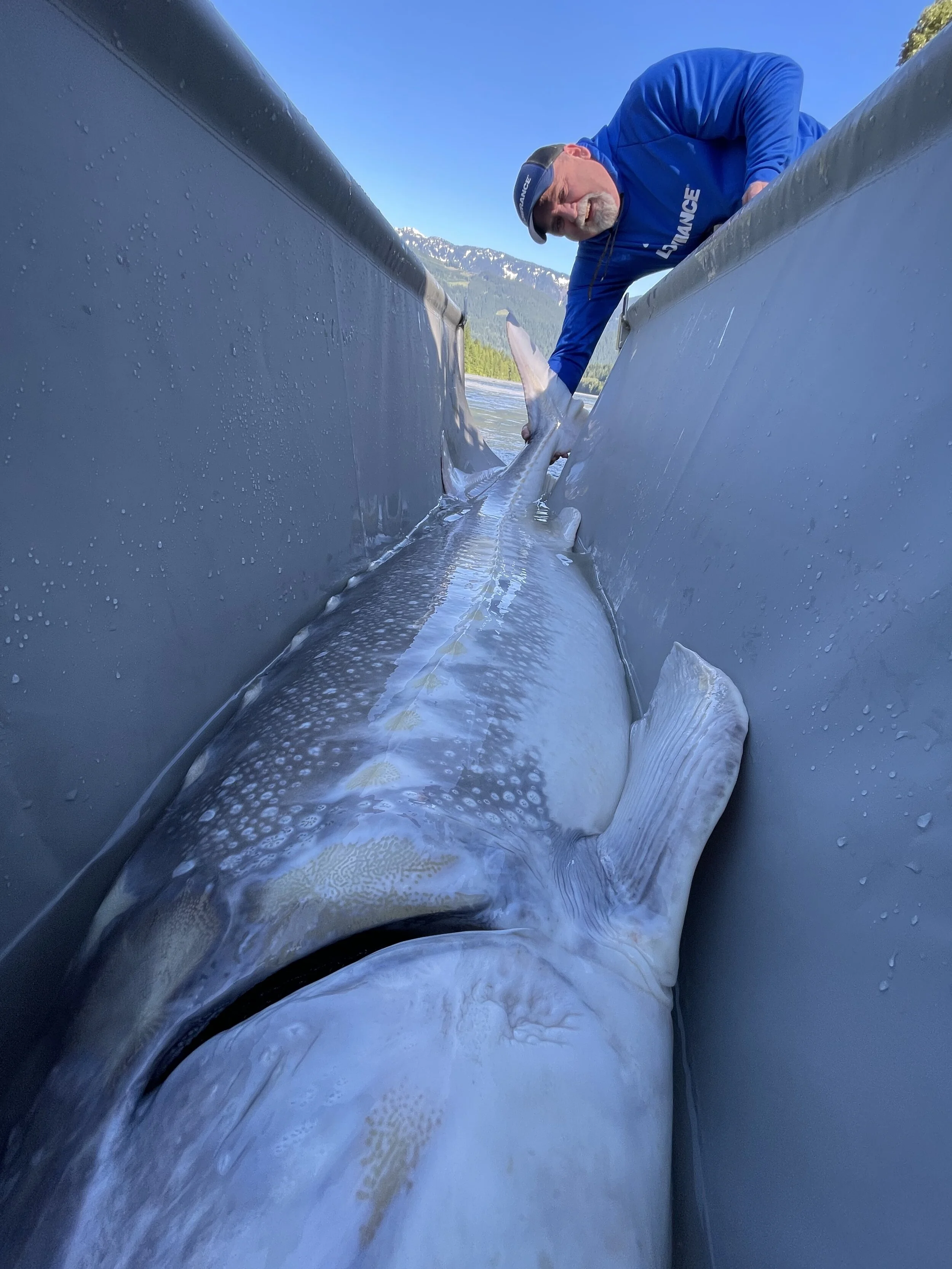 large-sturgeon.jpeg