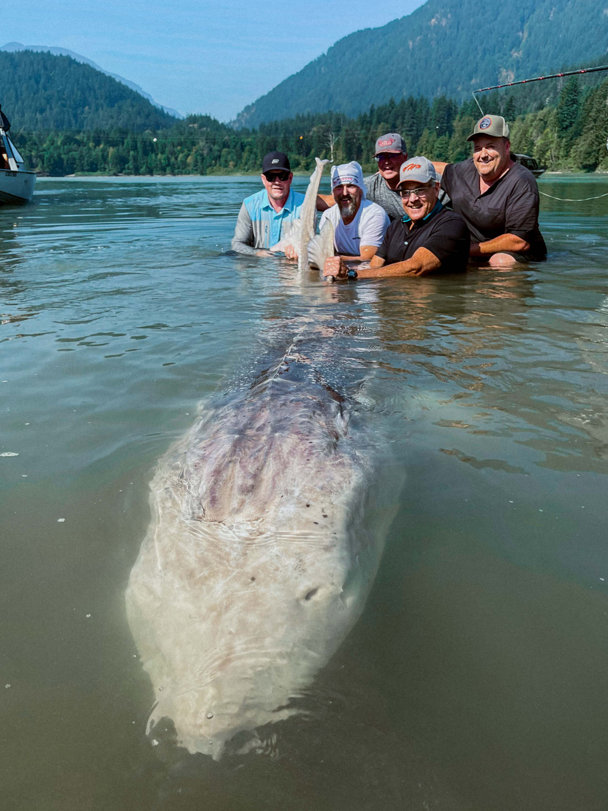 Largest White Sturgeon Ever Recorded On The Fraser River — Sturgeon Slayers