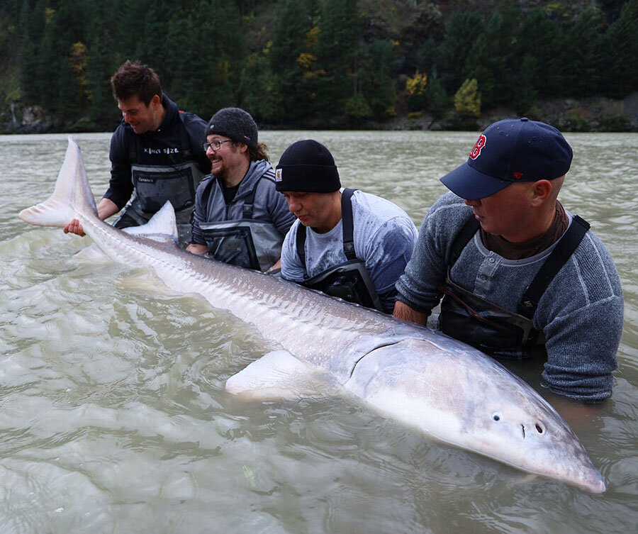 Sturgeon Fishing In British Columbia — Sturgeon Slayers