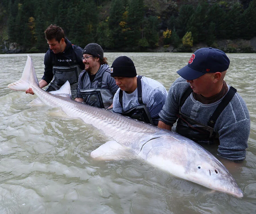   A Group Fishing Trip Posing With A Sturgeon  