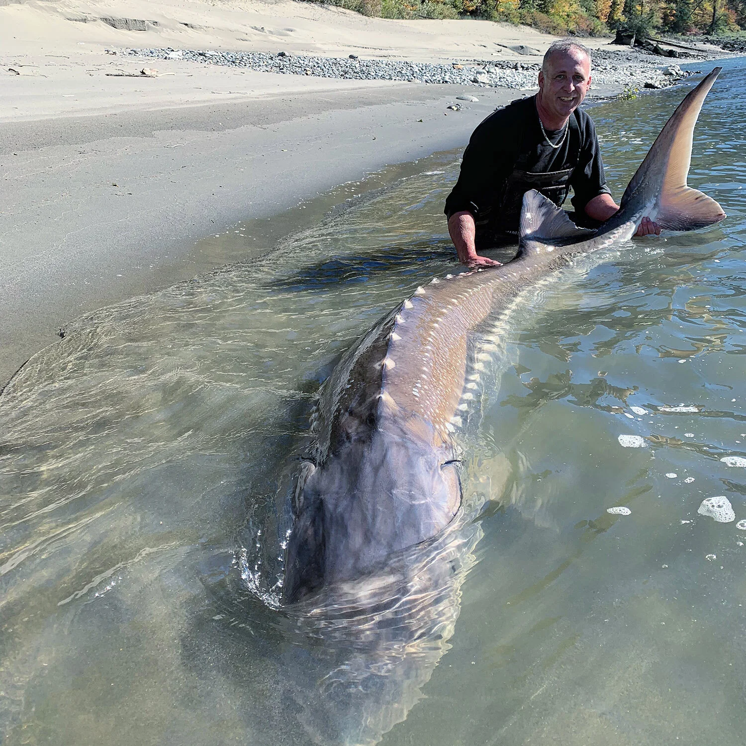   Large Sturgeon Caught On The Fraser River  