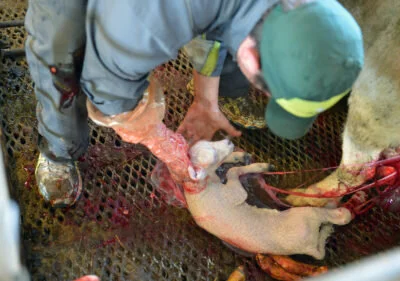 Sekslinger på Utstein