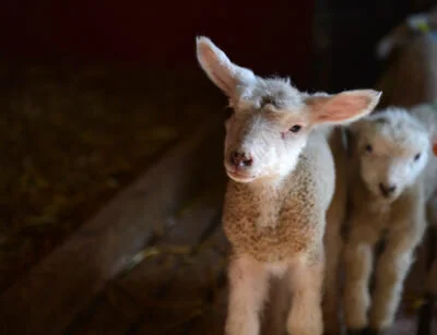 Vante hender ønsker velkommen til verden
