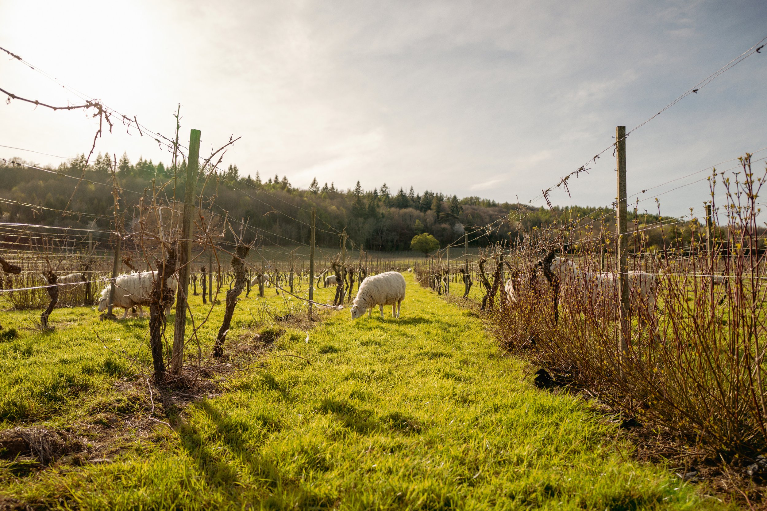Wedding Photographer Surrey Hills – Natural, Outdoor Weddings