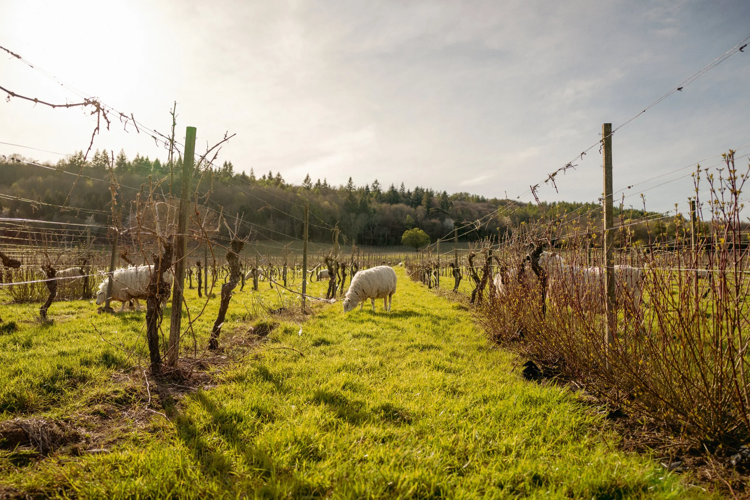 Farm animals at Denbies