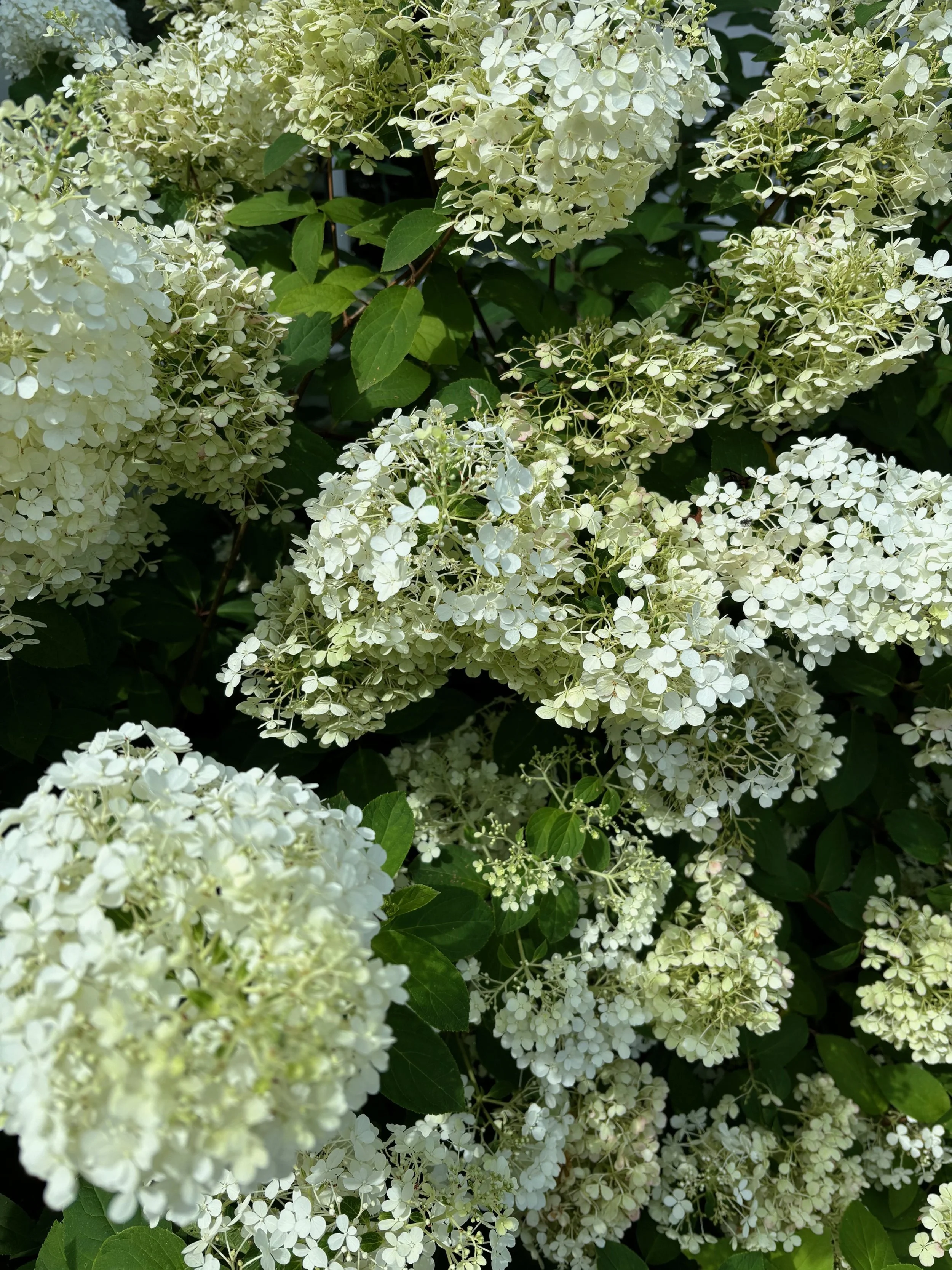 Field Trip: New England Fall Flower Show