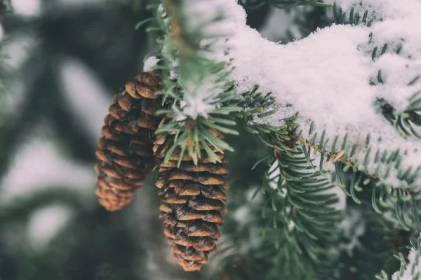 Mit Schnee bedeckte Tannenzapfen