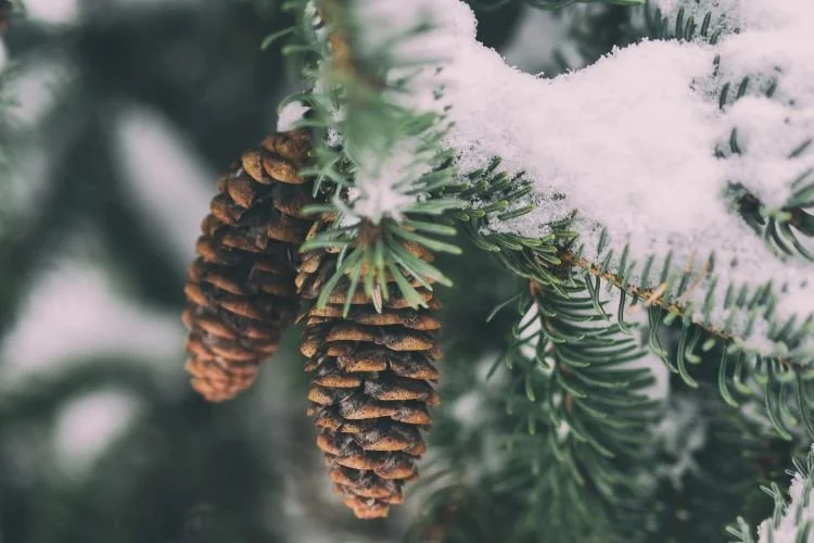 Verschneite Tannenzapfen am Baum