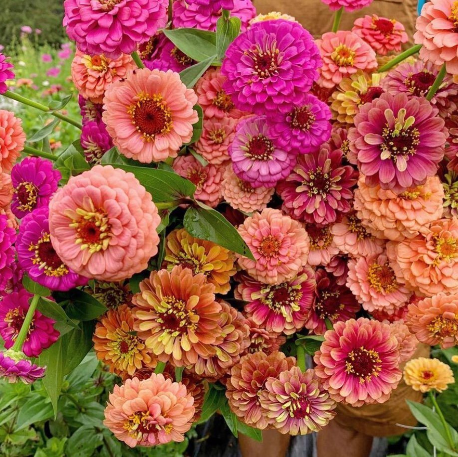 My favorite summer flower is the zinnia. It arrives around mid summer and brings gorgeous, colorful, large blooms to my beds. The lovely cut stems last forever in vases all around the house 💐