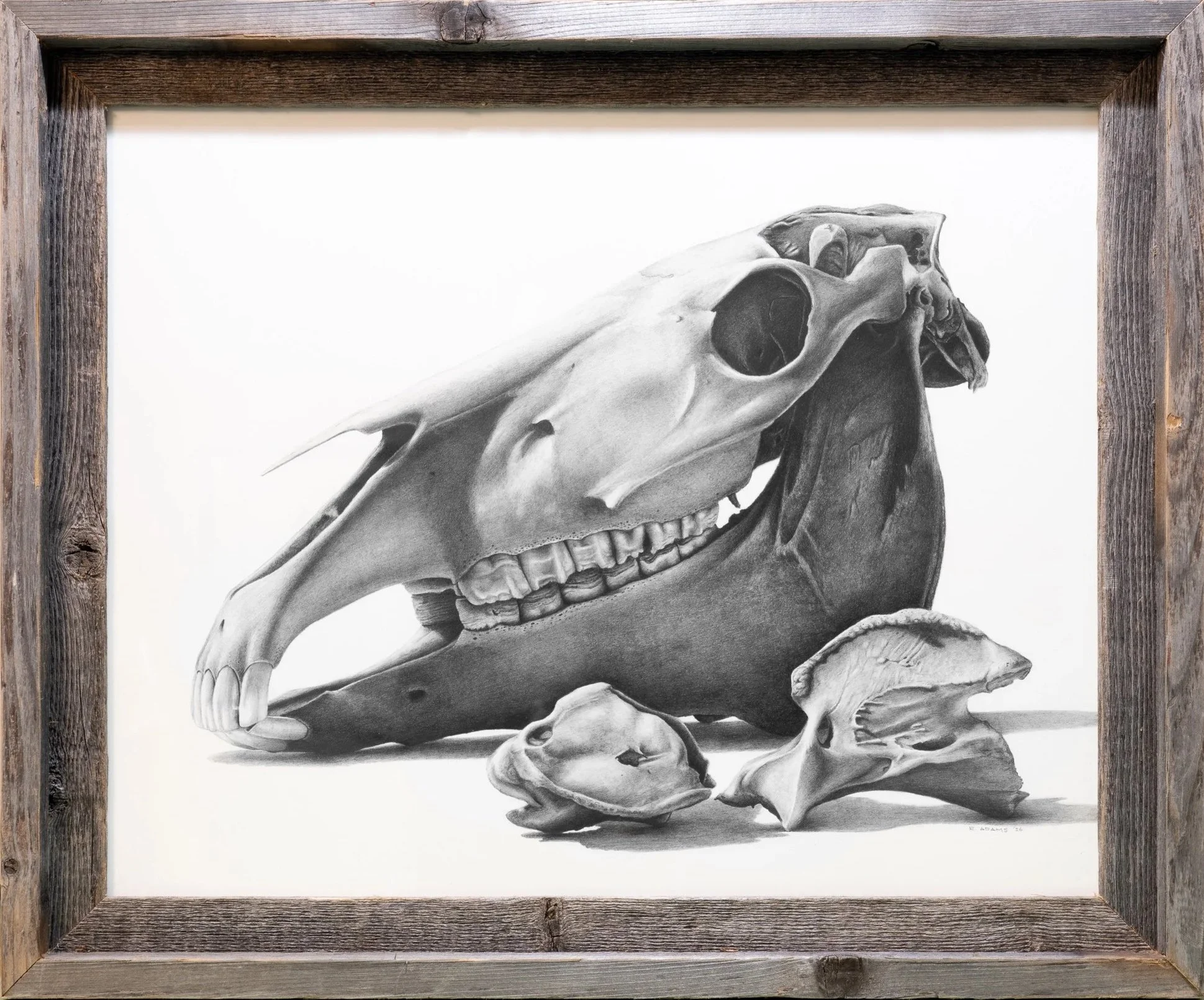 Finished, framed result of the final horse skull and vertebrae commission.