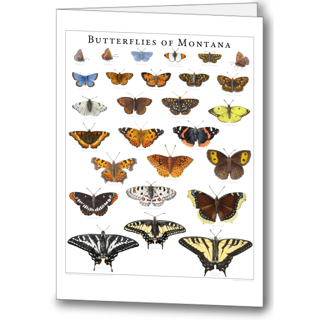 Butterflies of Montana notecard