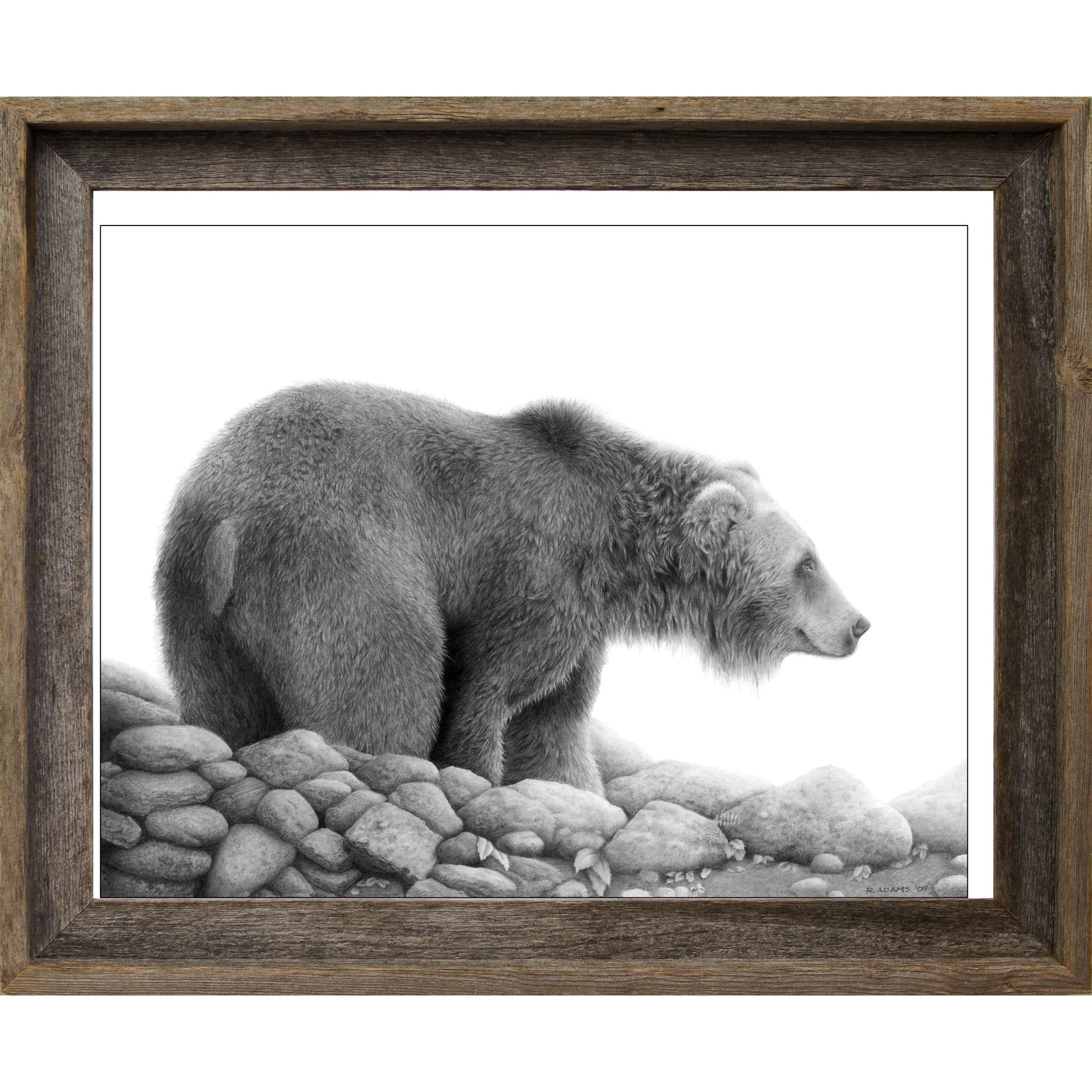 Grizzly Study BW.jpg