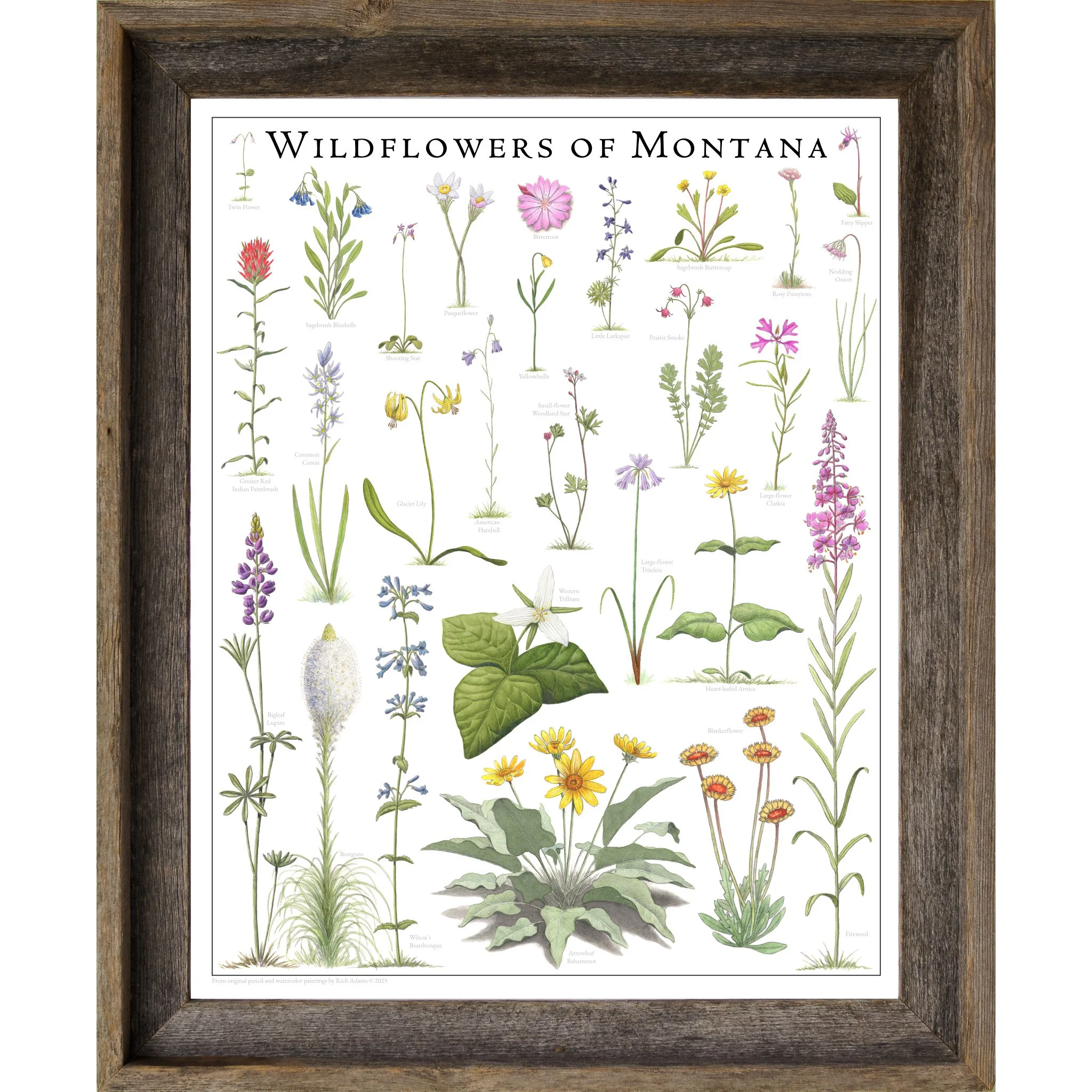 Wildflowers of Montana BW.jpg