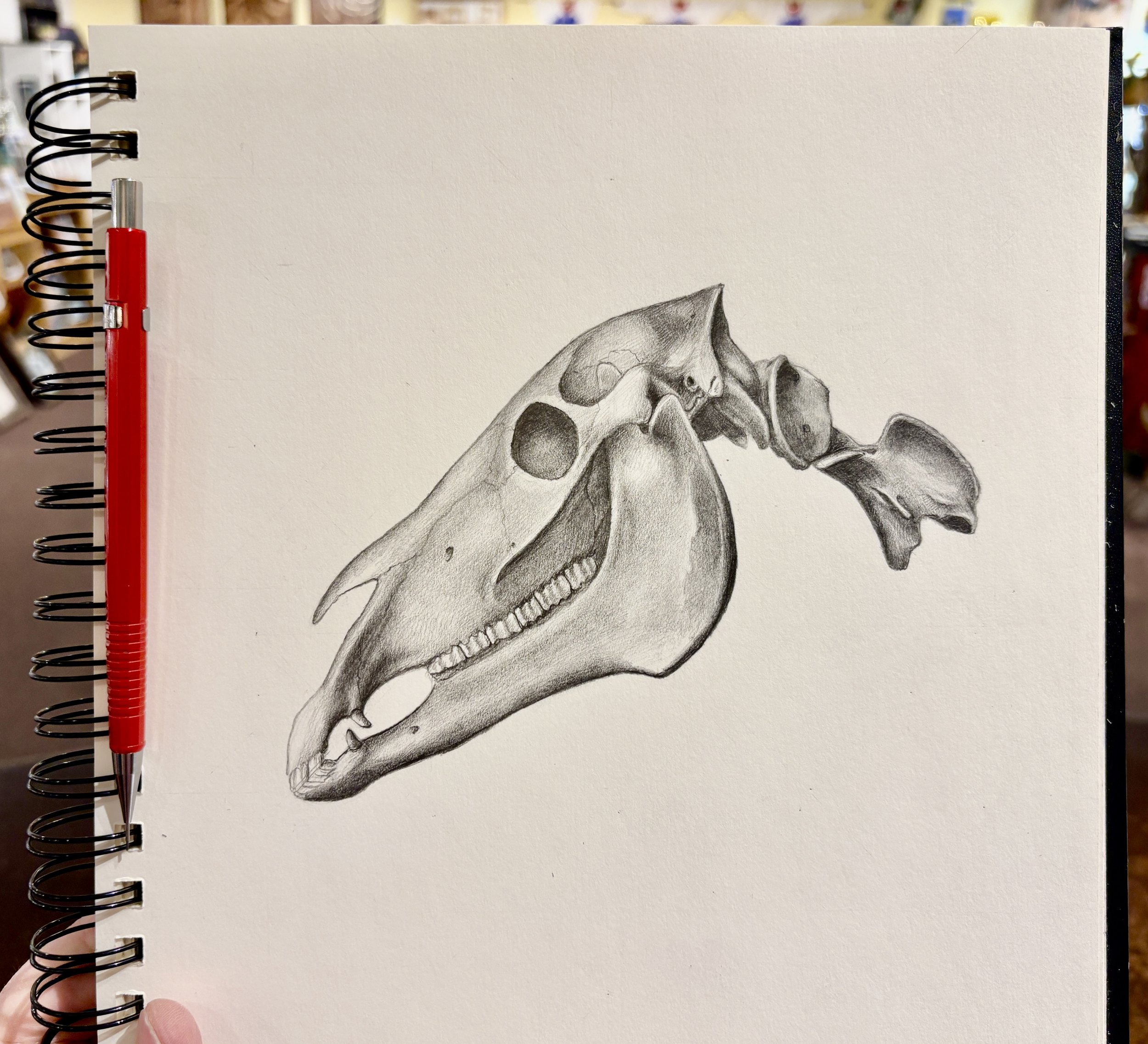 Horse skull sketch based on history anatomical drawing.