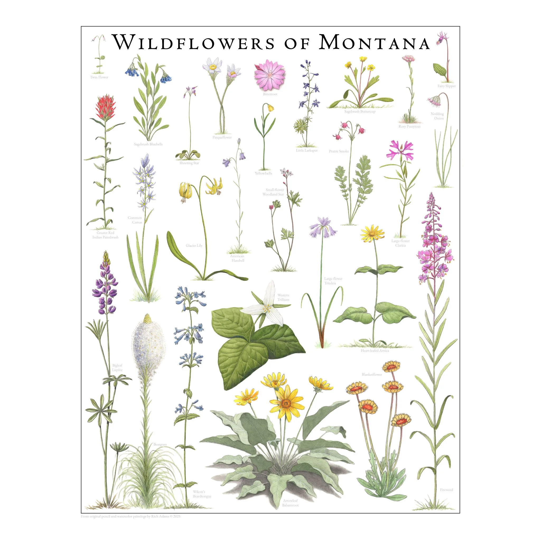 Wildflowers of Montana WR.jpg