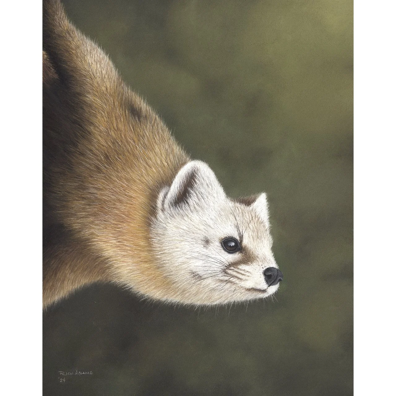 Pine-Marten-WR.jpg
