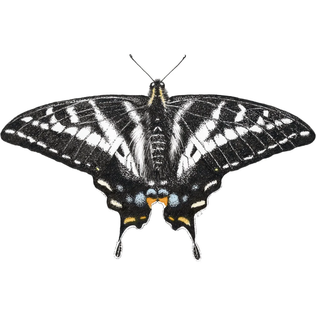 Pale Swallowtail Square.jpg